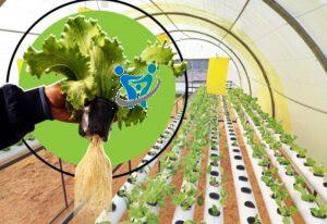 مشاريع صغيرة ناجحة للنساء في ليبيا 4 مشروع زراعة النباتات في ليبيا